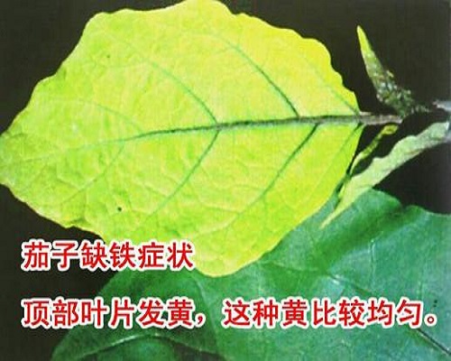 茄子缺鐵