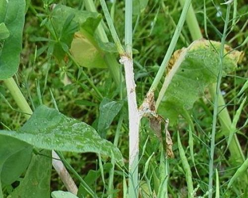 油菜菌核病