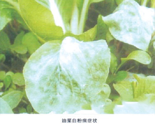 油菜白粉病