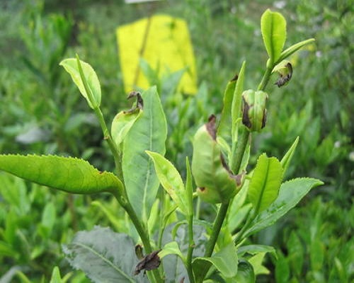 茶芽枯病