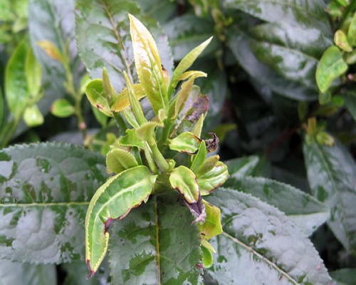 茶芽枯病