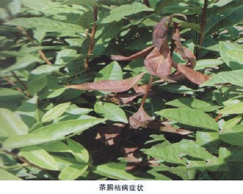 茶胴枯病