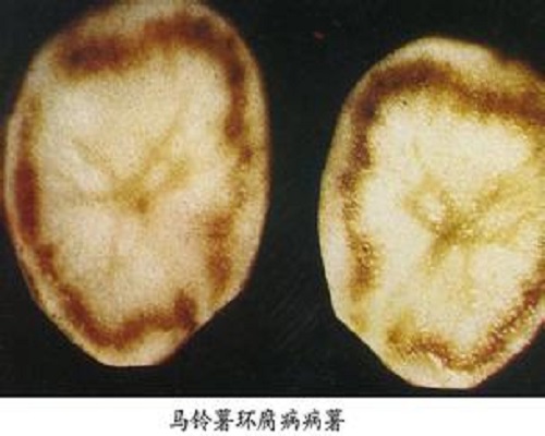 馬鈴薯環(huán)腐病