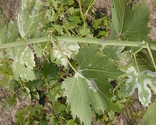 葡萄霜霉病,水溶肥