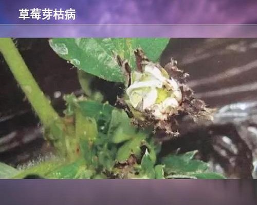 草莓絲核菌芽枯病,滴灌專用肥