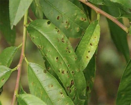 桃細(xì)菌性穿孔病,河南水溶肥廠家