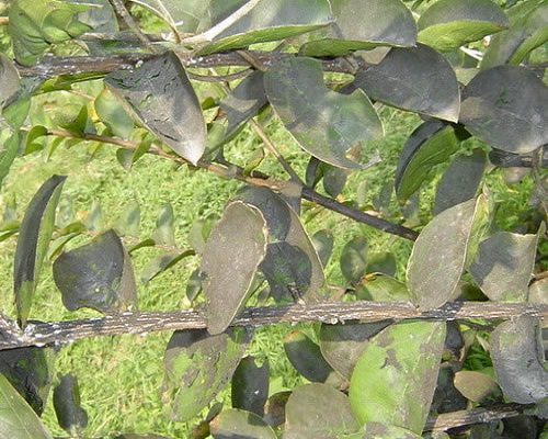 柑橘煤污病,大量元素水溶肥