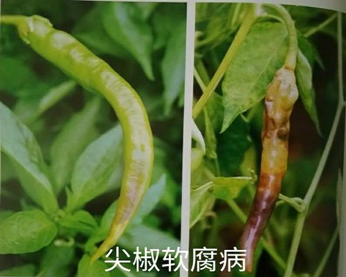 辣椒軟腐病,蔬菜沖施肥