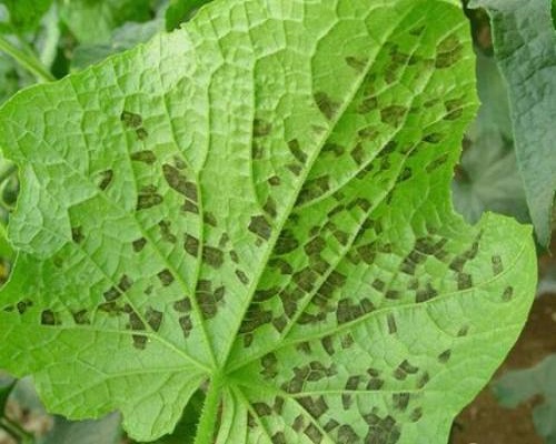 黃瓜霜霉病,微生物菌劑