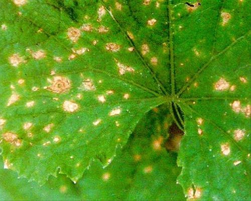 黃瓜黑斑病,微生物菌劑前十名