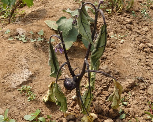 茄子枯萎病,水溶肥價(jià)格