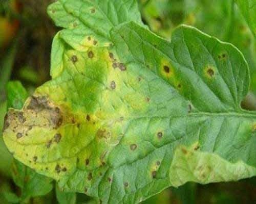 茄子葉霉病,大量元素水溶肥料廠家