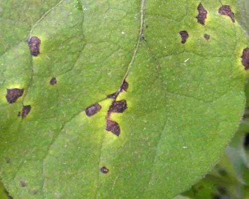 茄子黑枯病,進口水溶肥價格