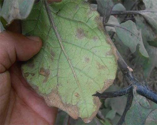 茄子褐紋病,水溶肥料批發(fā)