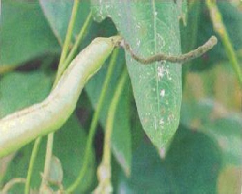 豇豆灰霉病,微生物菌劑