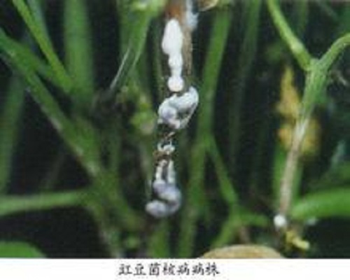 豇豆菌核病,沖施肥怎么用