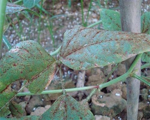 豇豆繡病,葉面肥噴施注意事項(xiàng)