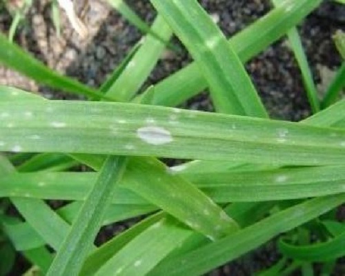 韭菜灰霉病,水溶肥價(jià)格