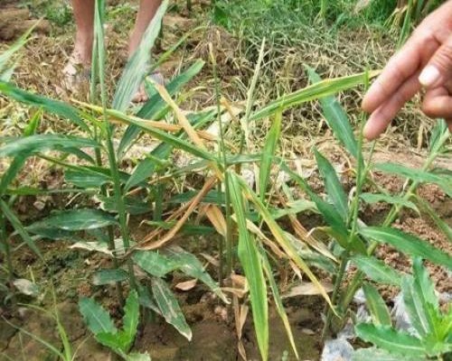 姜花葉病毒病,蔬菜沖施肥