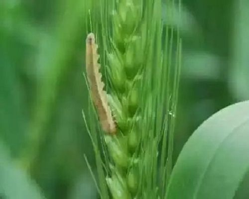 小麥葉蜂,水溶肥