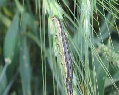 小麥黏蟲,腐植酸水溶肥料批發(fā)