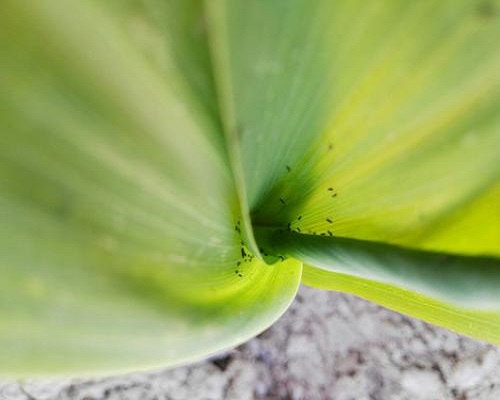 玉米薊馬,蔬菜沖施肥