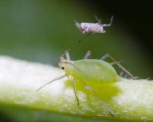 棉蚜,腐植酸葉面肥