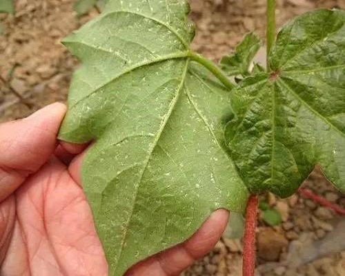 棉薊馬,最好的葉面肥