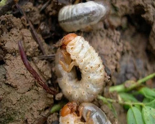 花生蠐螬,水溶肥廠家供應(yīng)水溶肥