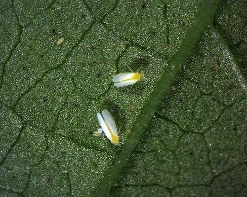 煙粉虱,微生物菌劑廠家