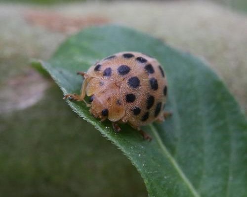 馬鈴薯瓢蟲(chóng),微量元素水溶肥