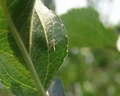 金紋細(xì)蛾,水溶肥價格多少錢