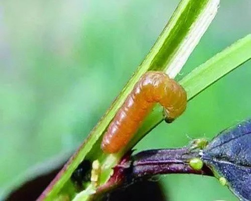 梨小食心蟲(chóng),大量元素水溶肥