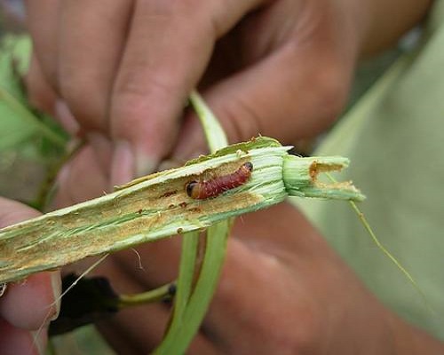 梨小食心蟲(chóng),水溶肥生產(chǎn)廠家