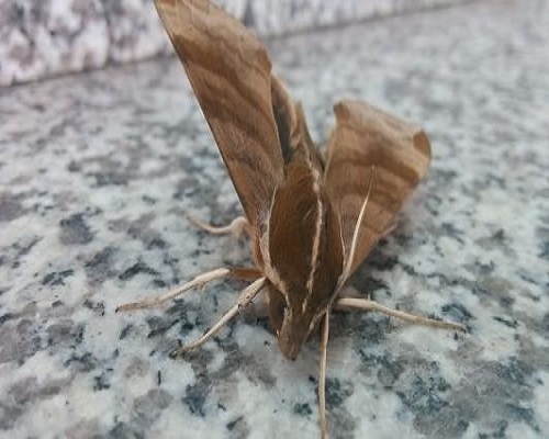 葡萄天蛾,水溶肥廠家