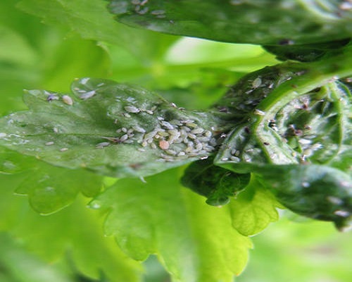 草莓蚜蟲(chóng),大量元素水溶肥