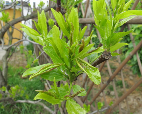 棗癭蚊,氨基酸葉面肥