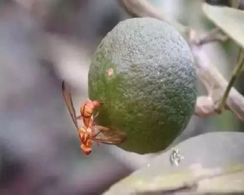 柑橘實(shí)蠅,高氮高鉀水溶肥廠家