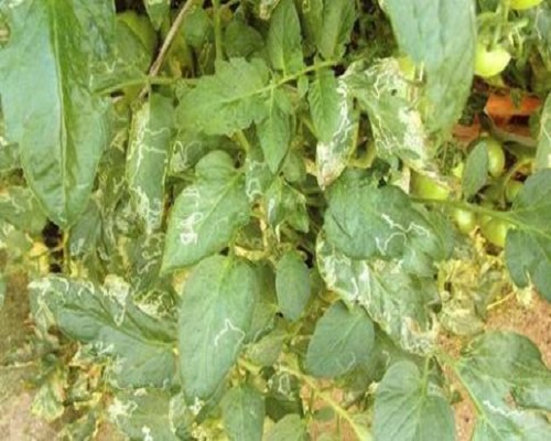 番茄斑潛蠅,水溶肥廠家