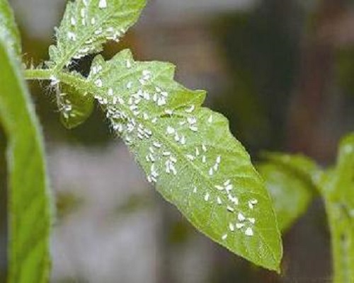 溫室白粉虱,最好的葉面肥