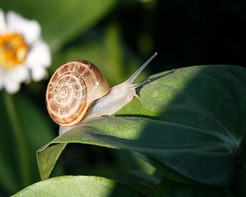 蝸牛,蔬菜沖施肥	