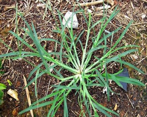 牛筋草,大量元素水溶肥