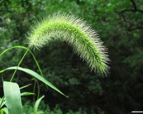 狗尾草,進(jìn)口葉面肥沖施肥十大品牌