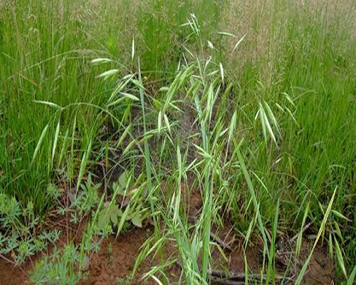 野燕麥,有機水溶肥