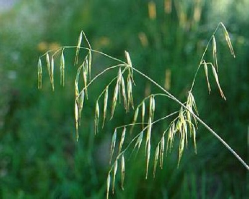 雀麥,大量元素水溶肥