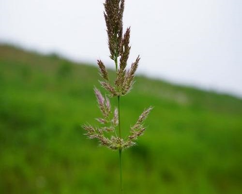 棒頭草,水溶肥的前十名