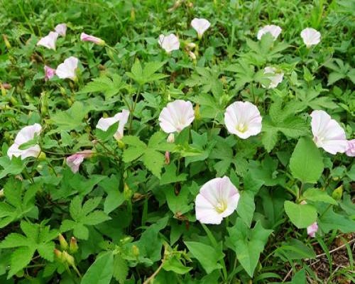 田旋花,沖施肥價格