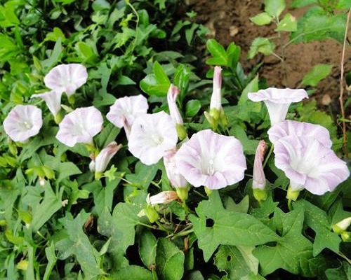 田旋花,氨基酸葉面肥