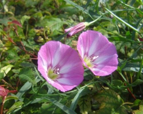 田旋花,液體水溶肥