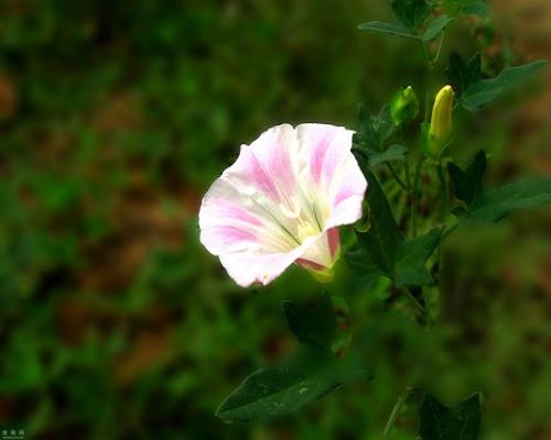 打碗花,水溶肥批發(fā)